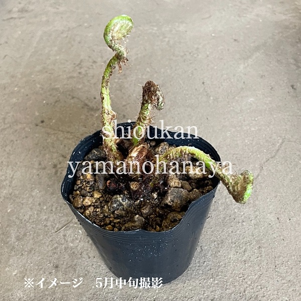 ��祦��󥷥���9��10.5cm�ݥå��ġ�������/�Ѵ���¿ǯ��/������ʪ/ξ���ӻ�/��9/19�դ�Ÿ����