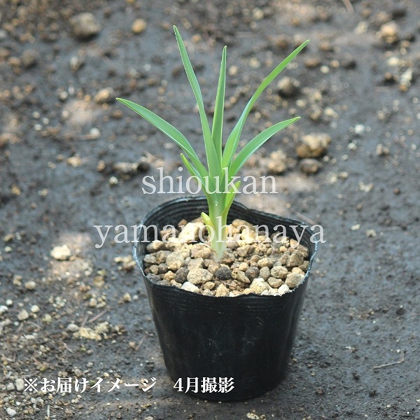 �楦������9��10.5cm�ݥå��ġ�������/ͼ��/���/������/����̲ �Ͼ����ʤ�