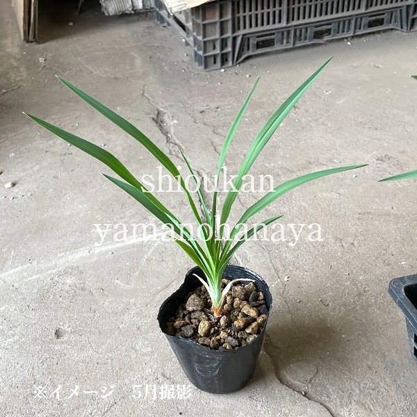 �楦������9��10.5cm�ݥå��ġ�������/ͼ��/���/������/����̲ �Ͼ����ʤ�