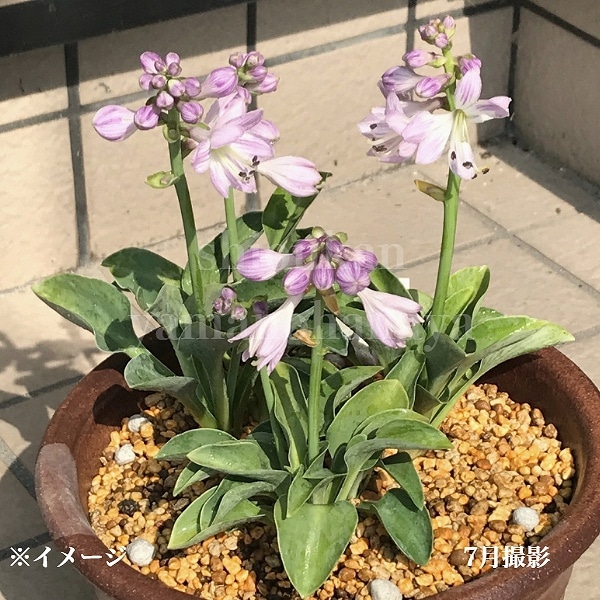 ✣ ギボウシ ✣ ホスタ ✣ 株分け苗 ✣ 大株 ✣