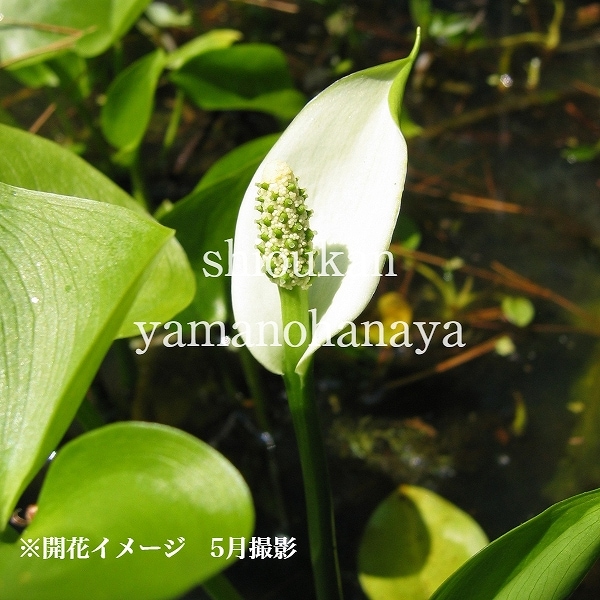 紫桜館山の花屋 水生 湿地植物 湿地性植物 ヒメカイウ ヒメカイウ 10 5cmポット苗 湿地性多年草 ビオトープ ミズザゼン