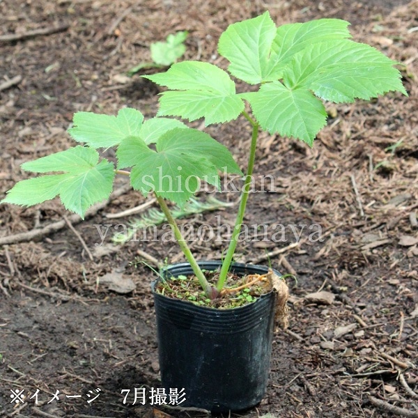 紫桜館山の花屋 | 全商品一覧 - 「エゾニュウサク 9～10.5cmポット苗
