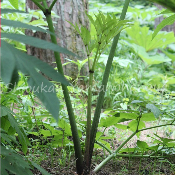 紫桜館山の花屋 山菜苗を探す 初夏に食べられる山菜 サク エゾニュウサク エゾニュウサク 10 5cmポット苗 山菜苗 耐寒性多年草 エゾニュウ 10 1休眠のため葉を切り落としてお届け 山菜 えぞにゅう 山野草 宿根草 苗 販売 山草 紫桜館 通販 購入 山菜
