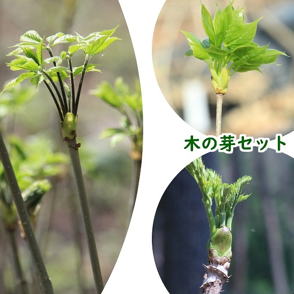紫桜館山の花屋 | オンライン見積もり - 「山菜苗セット： 木の芽山菜