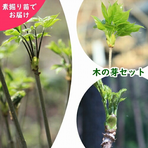 �����ĥ��åȡ� �ڤβ껳���ġ�����30��50������Ƿ����ġ���2�����å� �ڥ������֥顦������ڡ������Υĥ�ۢ����ٺѤ�