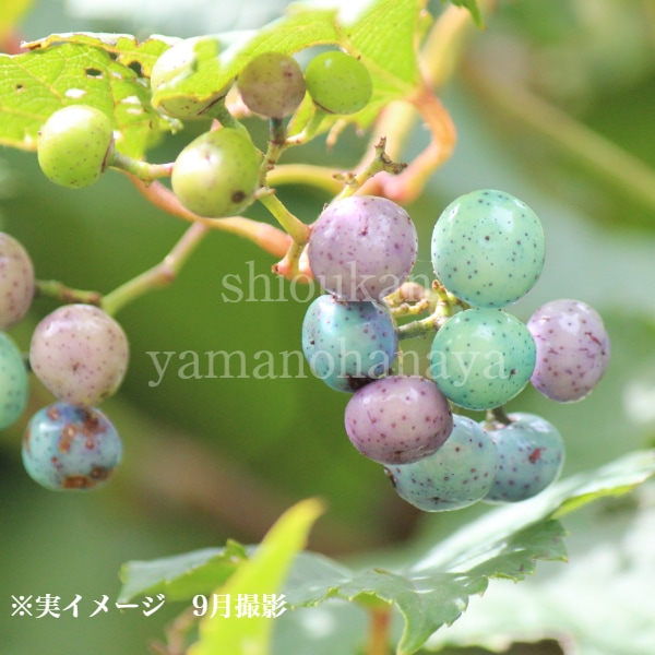 ぶどうの苗木 タノレッド 幻の赤実ぶどう 底面給水6寸鉢ごと 苗