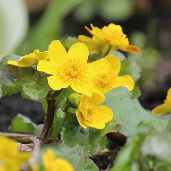 紫桜館山の花屋 開花時季から探す 早春に咲く植物 エンコウソウ エンコウソウ 10 5cmポット苗 湿地性多年草 ビオトープ 猿猴草 紫桜館山の花屋 開花時季から探す 早春に咲く植物 エンコウソウ エンコウソウ 10 5cmポット苗 湿地性多年草 ビオトープ 猿猴草