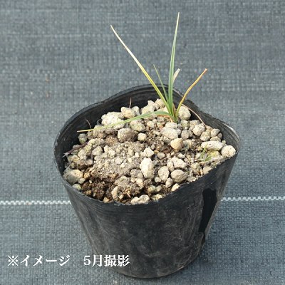 �����ܥ��८��9cm�ݥå��ġ�������/�Ѵ���¿ǯ��/��ˡ��/��8/18�դ�Ÿ����