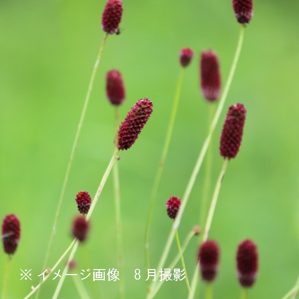 野生ラン/ヤマサギソウ苗10株 野生ラン/ヤマサギソウ苗10株 野生ラン/ヤマサギソウ苗10株 野生ラン