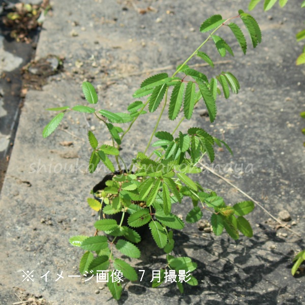 ����⥳����10.5cm�ݥå��ġ�������/�Ѵ���¿ǯ��/�����/���󥮥����/��7/10�դ�Ÿ����