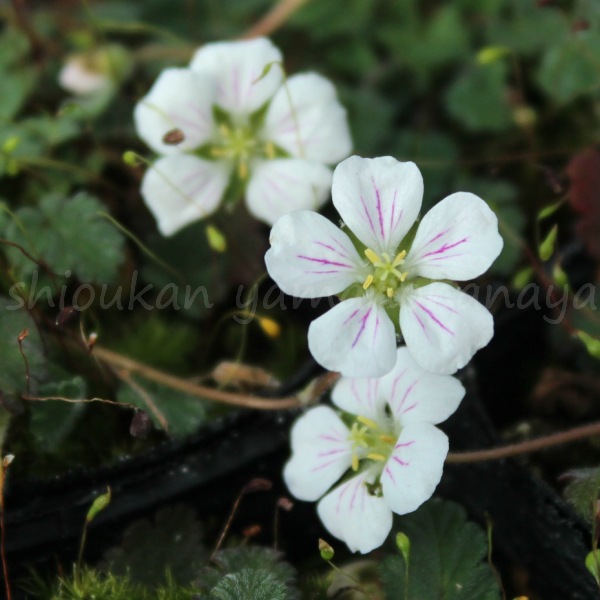 山野草 希少白花 タッタソウ ホフマンタイプ 15A 【公式通販】