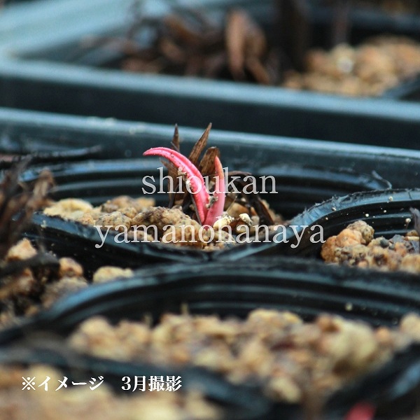 �������֥��ȥ�Υ���9cm�ݥå��ġ���ƺ餭������/�Ѵ���¿ǯ��/�ӥ��ȥ륿/���������ֽ�λ 8/18�դ�Ÿ����