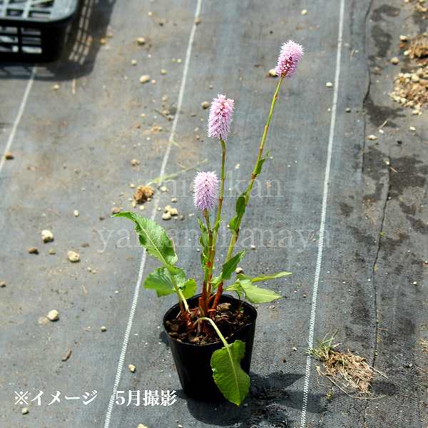 �������֥��ȥ�Υ���9cm�ݥå��ġ���ƺ餭������/�Ѵ���¿ǯ��/�ӥ��ȥ륿/���������ֽ�λ 8/18�դ�Ÿ����