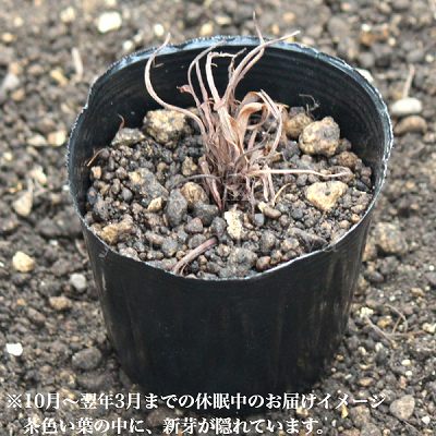 �������֥��ȥ�Υ���9cm�ݥå��ġ���ƺ餭������/�Ѵ���¿ǯ��/�ӥ��ȥ륿/���������ֽ�λ 8/18�դ�Ÿ����