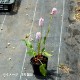 �������֥��ȥ�Υ���9cm�ݥå��ġ���ƺ餭������/�Ѵ���¿ǯ��/�ӥ��ȥ륿/���������ֽ�λ 8/18�դ�Ÿ����