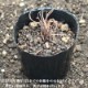 �������֥��ȥ�Υ���9cm�ݥå��ġ���ƺ餭������/�Ѵ���¿ǯ��/�ӥ��ȥ륿/���������ֽ�λ 8/18�դ�Ÿ����