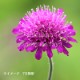 ���ʥ��ƥ��� �ޥ��ɥ˥���9cm�ݥå��ġ�������/�Ѵ���¿ǯ��/���ξ�����/�����ӥ���/���������ֽ�λ 9/19�դ�Ÿ����