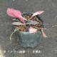 ���ʥ��ƥ��� �ޥ��ɥ˥���9cm�ݥå��ġ�������/�Ѵ���¿ǯ��/���ξ�����/�����ӥ���/���������ֽ�λ 9/19�դ�Ÿ����