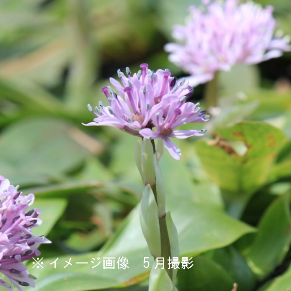 山野草　超希少斑入り　北岳草 紫桜館山の花屋 | オンライン見積もり - 「ショウジョウバカマ