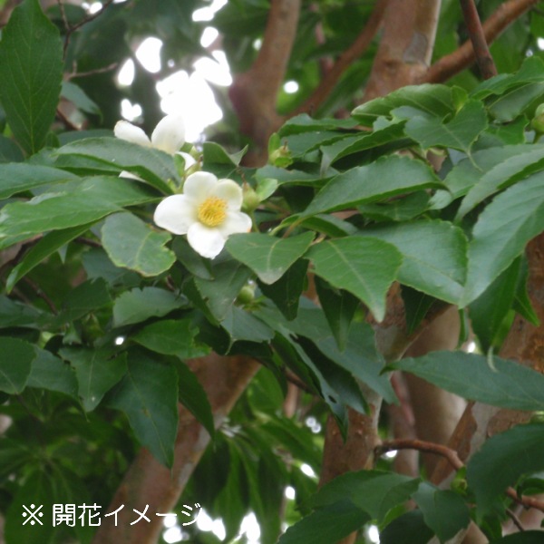 紫桜館 山の花屋 公式サイト 樹木苗を探す ヒメシャラ 9 10 5cmポット苗 樹高30 50ｃｍ 夏椿