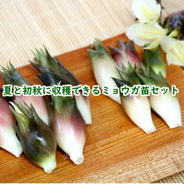 紫桜館 山の花屋 公式サイト 山菜苗 食べられる植物 初秋 冬に食べられる山菜 ミョウガ 早生ミョウガ 食べられる部分 蕾 あく抜き不要 おすすめ苗セット 夏と秋に収穫できるミョウガ苗 各4ポットセット 早生ミョウガ 晩生ミョウガ 根回りしてい 紫桜館 山の花屋 公式サイト 山菜苗 食べられる植物 初秋 冬に食べられる山菜 ミョウガ 早生ミョウガ 食べられる部分 蕾 あく抜き不要 おすすめ苗セット 夏と秋に収穫できるミョウガ苗 各4ポットセット 早生ミョウガ 晩生ミョウガ 根回りしてい