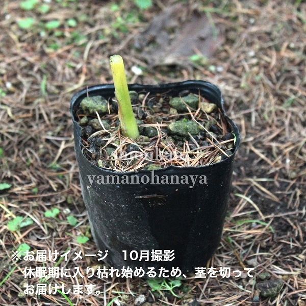 �����ĥ��åȡ� �ƤȽ��˼��ϤǤ���ߥ祦������4�ݥåȥ��åȡ������ߥ祦���������ߥ祦���ۡ�/����̲ �Ͼ���̵��