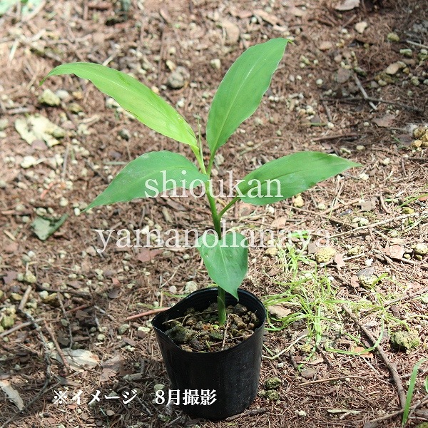 �����ĥ��åȡ� �ƤȽ��˼��ϤǤ���ߥ祦������4�ݥåȥ��åȡ������ߥ祦���������ߥ祦���ۡ�/����̲ �Ͼ���̵��