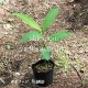 �����ĥ��åȡ� �ƤȽ��˼��ϤǤ���ߥ祦������4�ݥåȥ��åȡ������ߥ祦���������ߥ祦���ۡ�/����̲ �Ͼ���̵��