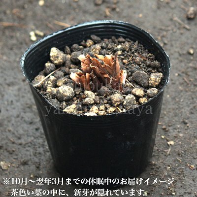 ��֥ҥ���������ᡡ10.5cm�ݥå��ġ�������/�Ѵ���¿ǯ��/����ʸ��/�Գ�/��9/19�դ��ڤ�ͤ�Ƥ��Ϥ�