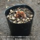 ��֥ҥ���������ᡡ10.5cm�ݥå��ġ�������/�Ѵ���¿ǯ��/����ʸ��/�Գ�/��9/19�դ��ڤ�ͤ�Ƥ��Ϥ�