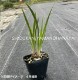 ��֥ҥ���������ᡡ10.5cm�ݥå��ġ�������/�Ѵ���¿ǯ��/����ʸ��/�Գ�/��9/19�դ��ڤ�ͤ�Ƥ��Ϥ�