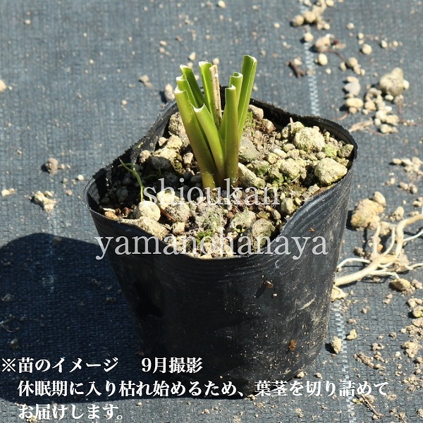 ���륤��10.5cm�ݥå��ġ�������/�Ѵ���¿ǯ��/�����Х��ܥ���/�ۥ���/��7/10�դ�Ÿ����
