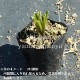 ���륤��10.5cm�ݥå��ġ�������/�Ѵ���¿ǯ��/�����Х��ܥ���/�ۥ���/��7/10�դ�Ÿ����