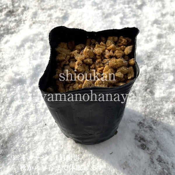 ҥ᥵ꡡ9cmݥåġ/Ѵ¿ǯ/ȥ//̲ Ͼ̵