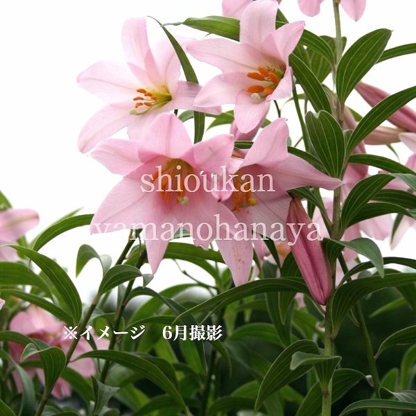 ҥ᥵ꡡ9cmݥåġ/Ѵ¿ǯ/ȥ//̲ Ͼ̵