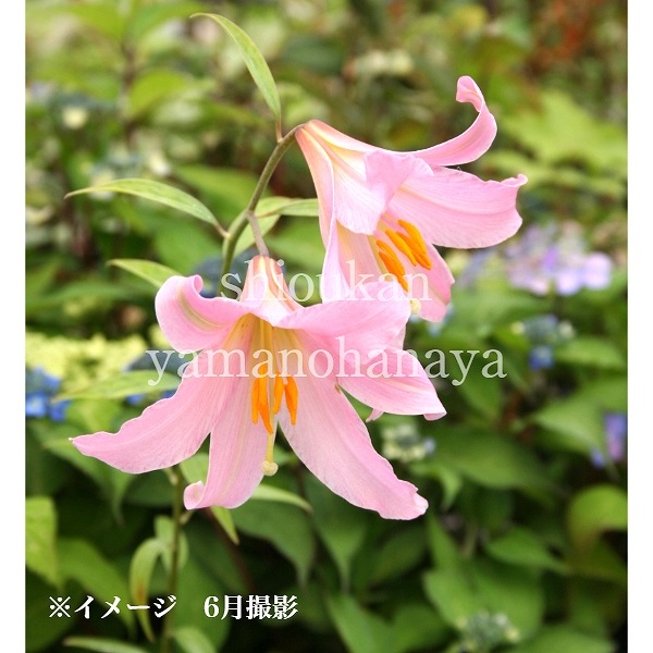 ҥ᥵ꡡ9cmݥåġ/Ѵ¿ǯ/ȥ//̲ Ͼ̵