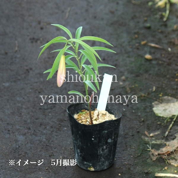 ҥ᥵ꡡ9cmݥåġ/Ѵ¿ǯ/ȥ//̲ Ͼ̵