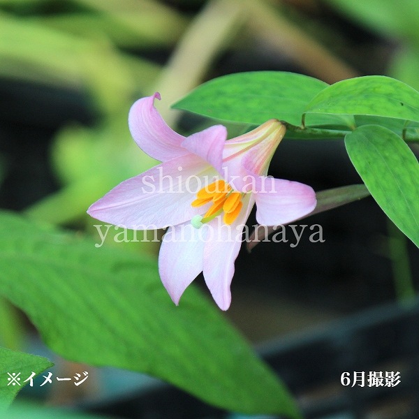 ҥ᥵ꡡ9cmݥåġ/Ѵ¿ǯ/ȥ//̲ Ͼ̵