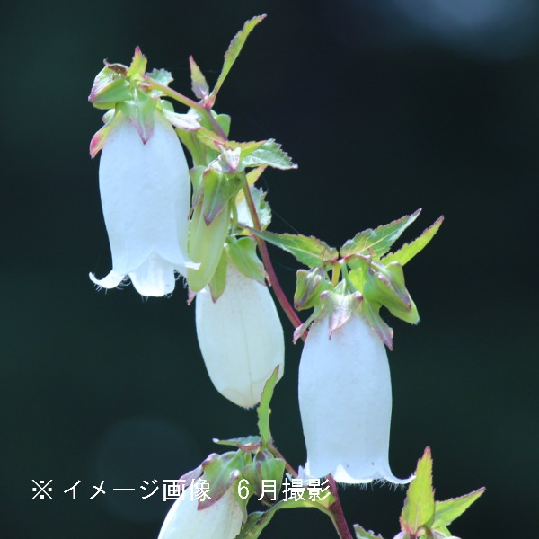 紫桜館山の花屋 開花時季から探す 初夏に咲く植物 ホタルブクロ 白花ホタルブクロ 9cmポット苗 山野草 耐寒性多年草 蛍袋 カンパニュラ 蛍袋 ほたるぶくろ 山野草 宿根草 苗 販売 カンパニュラ 夏に咲く花 耐寒性多年草