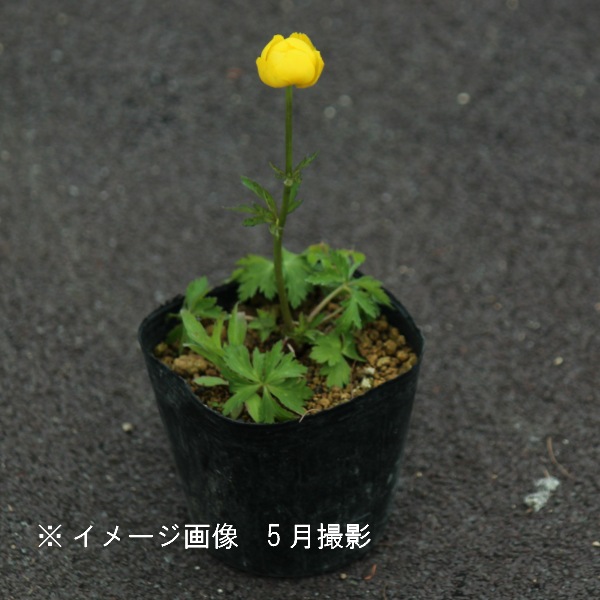 ȥꥦ 桼ڥ9cmݥåġɺ/Ѵ¿ǯ//ޥХ/̺餭/ֽλ 7/11դŸ