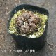 ��������10.5cm�ݥå��ġ�������/�緿������ʪ/ͺ�ӻ�/��8/18�դ��ڤ�ͤ�Ƥ��Ϥ�