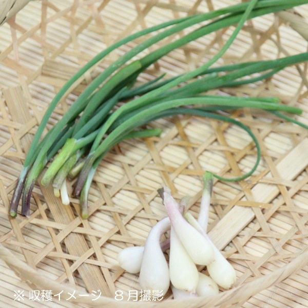 紫桜館山の花屋 | ☆山菜苗を探す,春に食べられる山菜,蝦夷ネギ