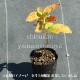 �����ȥ�Υ���9��10.5cm�ݥå��ġ�������/�Ѵ���¿ǯ��/�ָפ���/����̲ �Ͼ���̵��