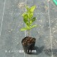 �����ȥ�Υ���9��10.5cm�ݥå��ġ�������/�Ѵ���¿ǯ��/�ָפ���/����̲ �Ͼ���̵��