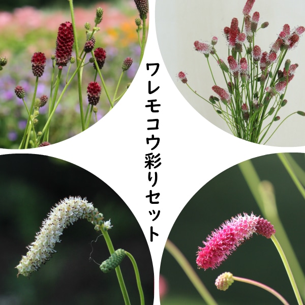 �ɺ��𥻥åȡ����⥳��4�糧�åȡ� ��1�ݥåȥ��åȡڽ㡦�ԥ󥯥���ʡ�Ĺ����֡�ǻ��Ĺ���ֲ֡�