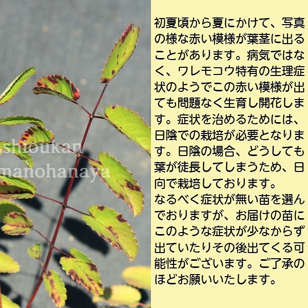 �ɺ��𥻥åȡ����⥳��4�糧�åȡ� ��1�ݥåȥ��åȡڽ㡦�ԥ󥯥���ʡ�Ĺ����֡�ǻ��Ĺ���ֲ֡�