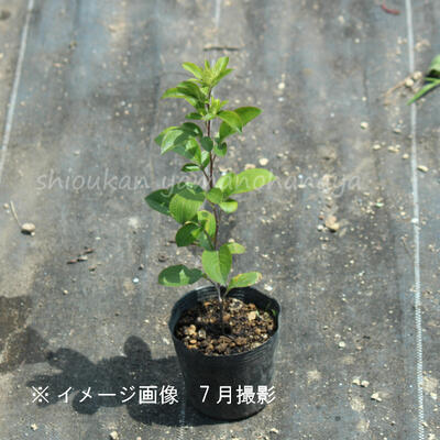 �����顡9��10.5cm�ݥå��ġ�������/�Ѵ���¿ǯ��/۲/����̲ �Ͼ���̵��