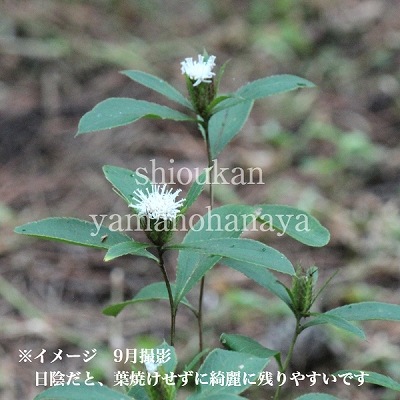 �����顡9��10.5cm�ݥå��ġ�������/�Ѵ���¿ǯ��/۲/����̲ �Ͼ���̵��