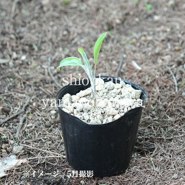 �����顡9��10.5cm�ݥå��ġ�������/�Ѵ���¿ǯ��/۲/����̲ �Ͼ���̵��