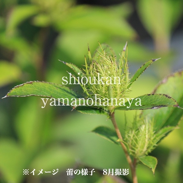 �����顡9��10.5cm�ݥå��ġ�������/�Ѵ���¿ǯ��/۲/����̲ �Ͼ���̵��